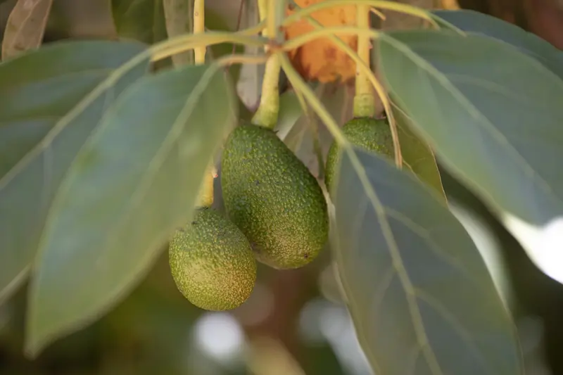 Avocados hanging among glossy leaves on an avocado tree in San Diego County
