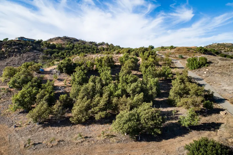 Avocado orchard on a dry hillside on a Fallbrook farm under a blue sky
