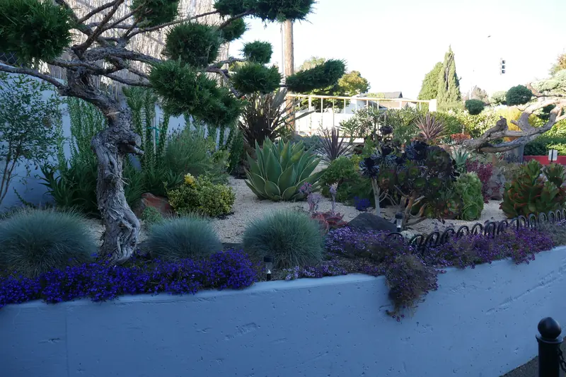 Raised planting bed of succulents, blue grasses and flowering groundcover in place of lawn