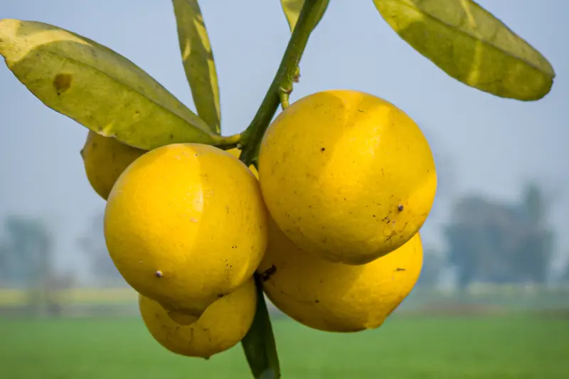 Cluster of ripe yellow lemons hanging from a lemon tree branch